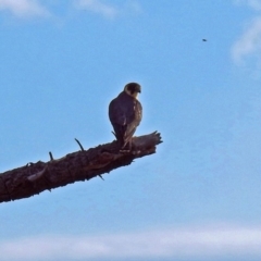 Falco longipennis (Australian Hobby) at Fyshwick, ACT - 31 Mar 2019 by RodDeb