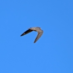 Falco longipennis at Fyshwick, ACT - 31 Mar 2019