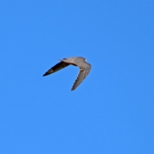 Falco longipennis at Fyshwick, ACT - 31 Mar 2019