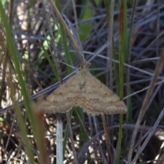 Scopula rubraria (Reddish Wave, Plantain Moth) at Barton, ACT - 31 Mar 2019 by JanetRussell