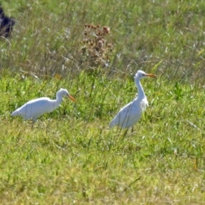 Bubulcus coromandus at Fyshwick, ACT - 31 Mar 2019 12:53 PM