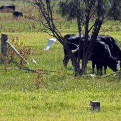 Bubulcus coromandus at Fyshwick, ACT - 31 Mar 2019