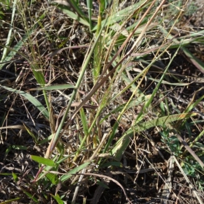 Panicum effusum (Hairy Panic Grass) at Barton, ACT - 31 Mar 2019 by JanetRussell