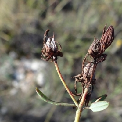 Hypericum perforatum (St John's Wort) at Barton, ACT - 31 Mar 2019 by JanetRussell