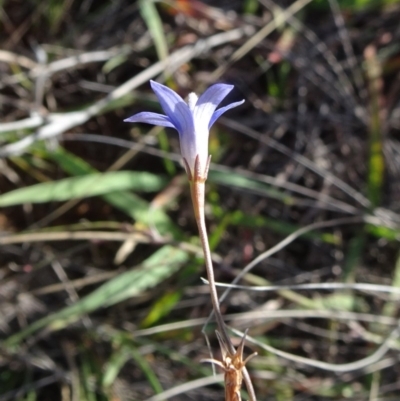 Wahlenbergia capillaris (Tufted Bluebell) at Barton, ACT - 31 Mar 2019 by JanetRussell