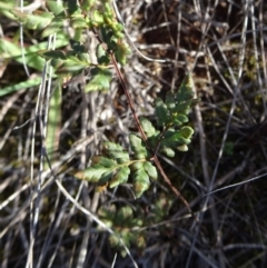 Cheilanthes austrotenuifolia (Rock Fern) at Barton, ACT - 31 Mar 2019 by JanetRussell