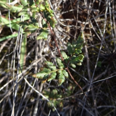 Cheilanthes austrotenuifolia (Rock Fern) at Barton, ACT - 31 Mar 2019 by JanetRussell