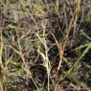 Aristida ramosa at Barton, ACT - 31 Mar 2019