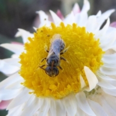 Lasioglossum (Chilalictus) sp. (genus & subgenus) (Halictid bee) at Molonglo Valley, ACT - 31 Mar 2019 by AndyRussell