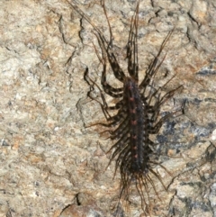 Thereuopoda longicornis (House or Long-legged Centipede) at Rosedale, NSW - 29 Mar 2019 by jb2602