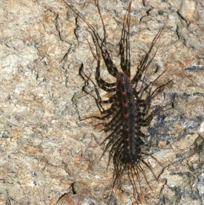 Thereuopoda longicornis (House or Long-legged Centipede) at Rosedale, NSW - 29 Mar 2019 by jb2602