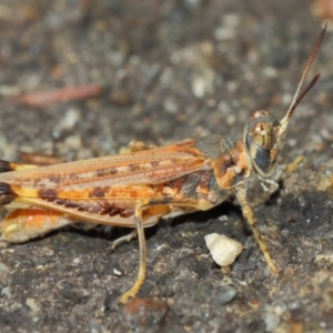 Urnisa guttulosa at Hackett, ACT - 27 Mar 2019 01:57 PM