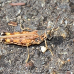 Urnisa guttulosa at Hackett, ACT - 27 Mar 2019 01:57 PM