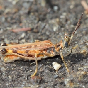 Urnisa guttulosa at Hackett, ACT - 27 Mar 2019 01:57 PM