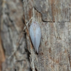 Anzora unicolor at Hackett, ACT - 27 Mar 2019