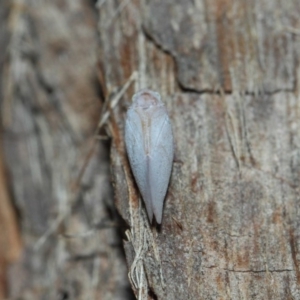 Anzora unicolor at Hackett, ACT - 27 Mar 2019