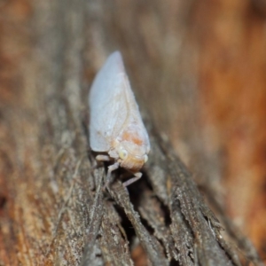 Anzora unicolor at Hackett, ACT - 27 Mar 2019