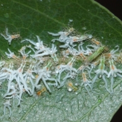 Protyora sterculiae (Kurrajong star psyllid) at ANBG - 27 Mar 2019 by TimL