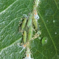 Protyora sterculiae at Acton, ACT - 27 Mar 2019