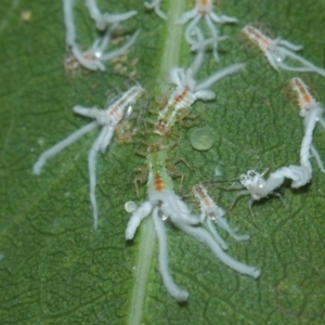 Protyora sterculiae at Acton, ACT - 27 Mar 2019