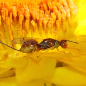 Torymidae (family) at Acton, ACT - 31 Mar 2019 01:50 PM