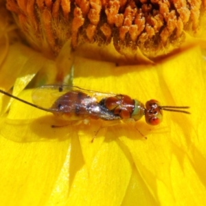 Torymidae (family) at Acton, ACT - 31 Mar 2019 01:50 PM