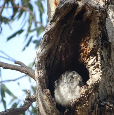 Aegotheles cristatus (Australian Owlet-nightjar) at Garran, ACT - 27 Mar 2019 by roymcd