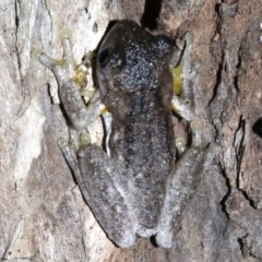 Litoria peronii (Peron's Tree Frog, Emerald Spotted Tree Frog) at Rosedale, NSW - 29 Mar 2019 by jbromilow50