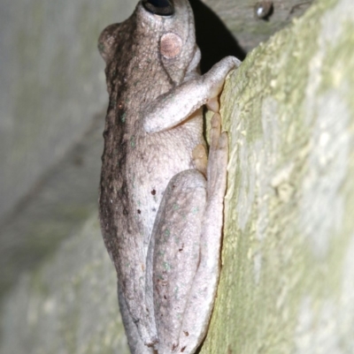 Litoria peronii (Peron's Tree Frog, Emerald Spotted Tree Frog) at Rosedale, NSW - 29 Mar 2019 by jb2602
