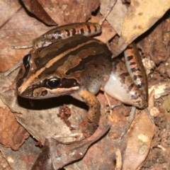 Limnodynastes peronii (Brown-striped Frog) at Rosedale, NSW - 29 Mar 2019 by jbromilow50