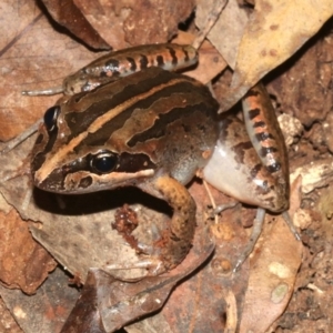Limnodynastes peronii at Rosedale, NSW - 29 Mar 2019 08:20 PM
