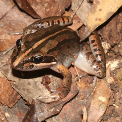 Limnodynastes peronii (Brown-striped Frog) at Rosedale, NSW - 29 Mar 2019 by jbromilow50