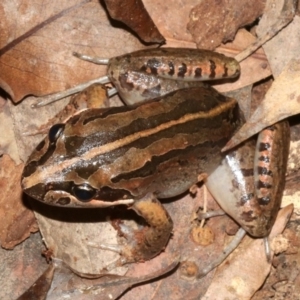 Limnodynastes peronii at Rosedale, NSW - 29 Mar 2019 08:20 PM