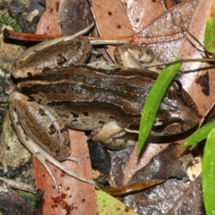 Limnodynastes peronii (Brown-striped Frog) at Rosedale, NSW - 29 Mar 2019 by jbromilow50