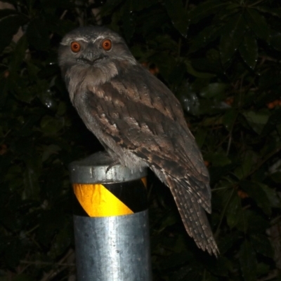 Podargus strigoides (Tawny Frogmouth) at Rosedale, NSW - 29 Mar 2019 by jb2602