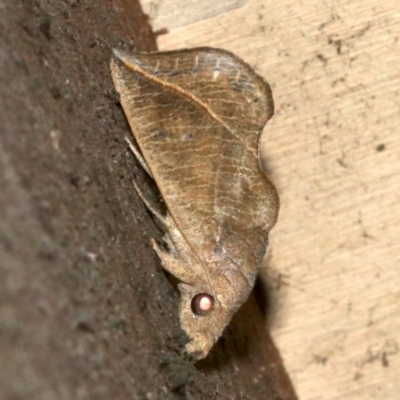 Calyptra minuticornis (Vampire Moth) at Rosedale, NSW - 29 Mar 2019 by jb2602