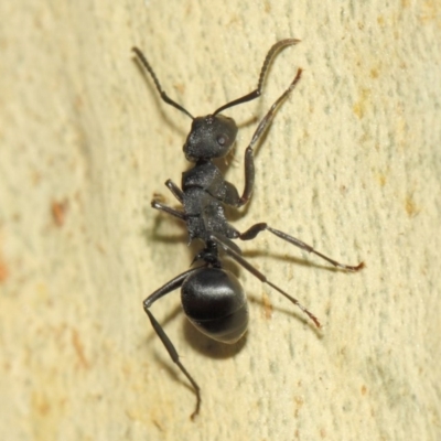 Polyrhachis phryne (A spiny ant) at Acton, ACT - 31 Mar 2019 by TimL