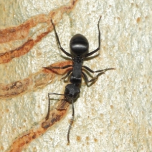 Polyrhachis phryne at Acton, ACT - 31 Mar 2019