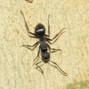 Polyrhachis phryne at Acton, ACT - 31 Mar 2019