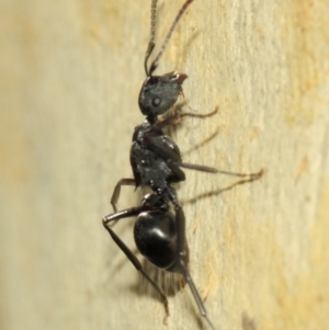 Polyrhachis phryne at Acton, ACT - 31 Mar 2019