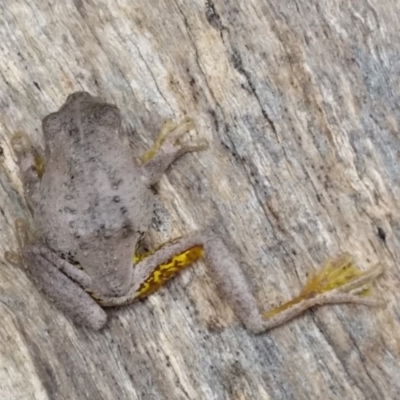 Litoria peronii (Peron's Tree Frog, Emerald Spotted Tree Frog) at Lake George, NSW - 1 Apr 2019 by Bungersboy273