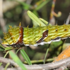 Papilio aegeus (Orchard Swallowtail, Large Citrus Butterfly) at Acton, ACT - 31 Mar 2019 by TimL