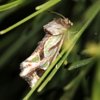 Cosmodes elegans (Green Blotched Moth) at Guerilla Bay, NSW - 30 Mar 2019 by jbromilow50