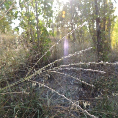 Digitaria brownii (Cotton Panic Grass) at Theodore, ACT - 27 Feb 2019 by michaelb