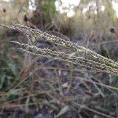Digitaria brownii (Cotton Panic Grass) at Theodore, ACT - 27 Feb 2019 by michaelb