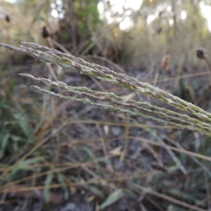 Digitaria brownii at Theodore, ACT - 27 Feb 2019 06:53 PM