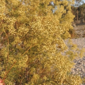 Cassinia quinquefaria at Theodore, ACT - 27 Feb 2019