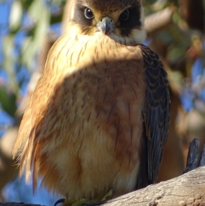 Falco longipennis (Australian Hobby) at Garran, ACT - 31 Mar 2019 by roymcd