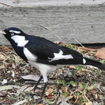 Grallina cyanoleuca (Magpie-lark) at Aranda, ACT - 29 Mar 2019 by KMcCue