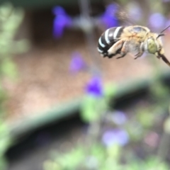 Amegilla (Zonamegilla) asserta at Yarralumla, ACT - 19 Mar 2019